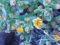 Mesembryanthemum inachabense