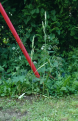 Festuca