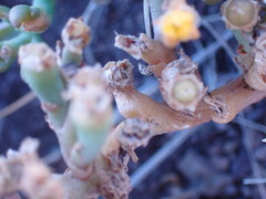 Mesembryanthemum inachabense