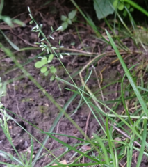 Poa trivialis