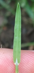 Poa trivialis