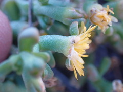 Mesembryanthemum inachabense