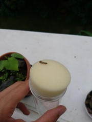 Morophaga choragella