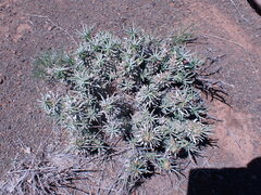 Euphorbia braunsii