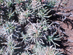 Euphorbia braunsii
