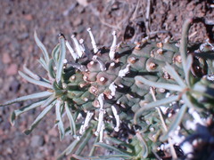 Euphorbia braunsii