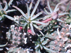Euphorbia braunsii