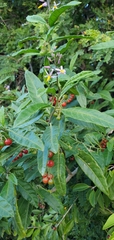 Solanum bahamense