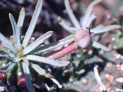 Euphorbia braunsii