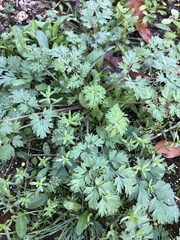 Corydalis micrantha