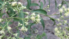 Baccharis punctulata