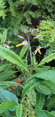Solanum bahamense