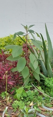 Fuchsia boliviana