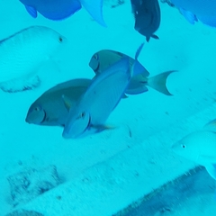 Acanthurus chirurgus