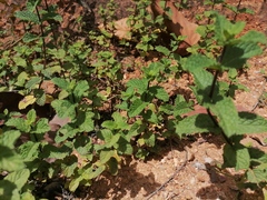 Mentha spicata