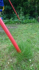Festuca