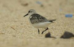Calidris alba