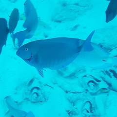 Acanthurus chirurgus