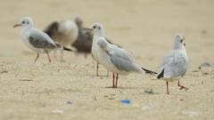 Chroicocephalus ridibundus