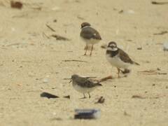 Charadrius hiaticula