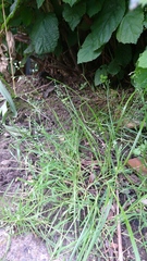 Poa trivialis