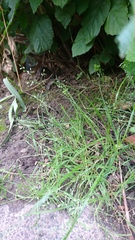 Poa trivialis