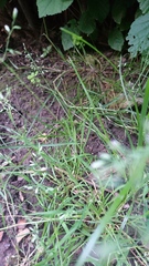 Poa trivialis
