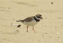 Charadrius hiaticula
