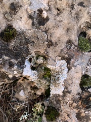 Squamarina stella-petraea