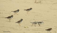 Charadrius hiaticula