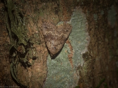 Tolpiodes oligolasia