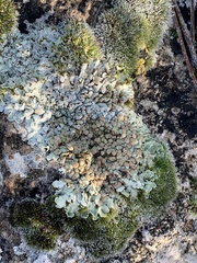 Squamarina cartilaginea