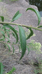 Baccharis punctulata