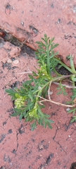 Lepidium bipinnatifidum