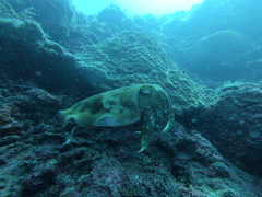 Sepia latimanus