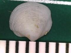 Parvilucina crenella