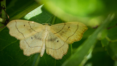 Idaea emarginata