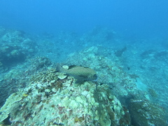 Plectorhinchus chaetodonoides