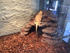 Pogona