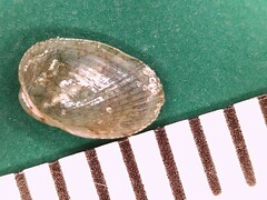 Musculus lateralis