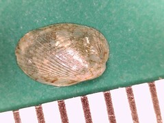 Musculus lateralis