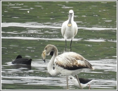 Phoenicopterus roseus