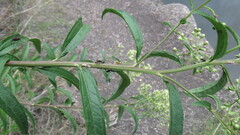 Baccharis punctulata