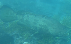 Epinephelus fuscoguttatus