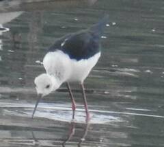 Himantopus himantopus