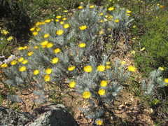 Oedera fruticosa
