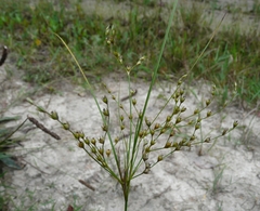 Juncus anthelatus