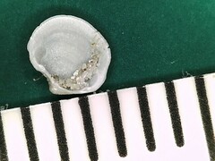 Parvilucina crenella