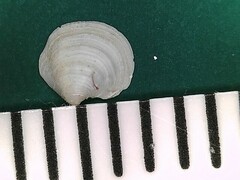 Parvilucina crenella