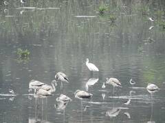 Phoenicopterus roseus